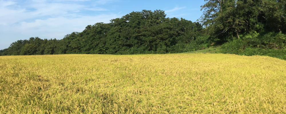 矢代のコシヒカリ